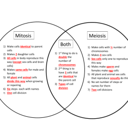 Meiosis vs mitosis worksheet answers