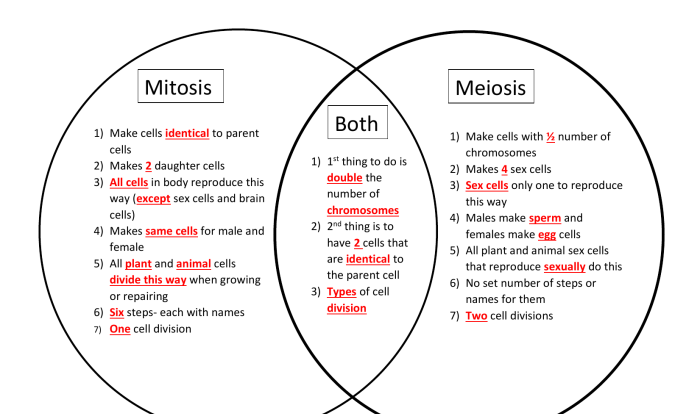 Meiosis vs mitosis worksheet answers