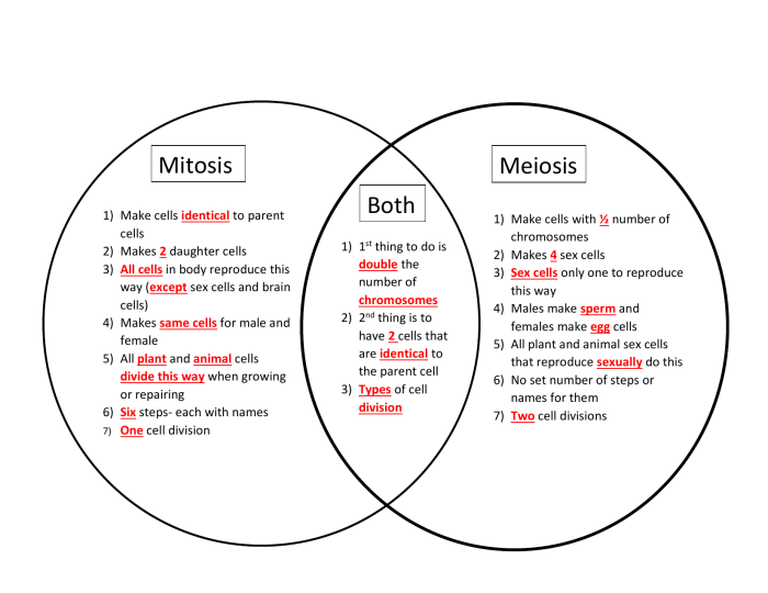 Meiosis vs mitosis worksheet answers