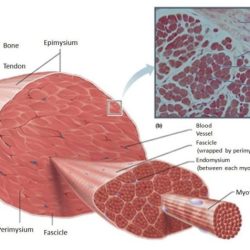 Concept map muscle structural organization