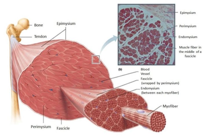 Concept map muscle structural organization