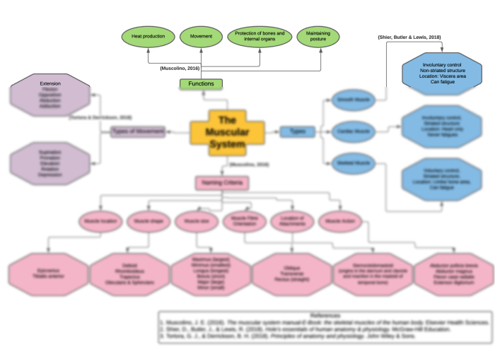 Concept map muscle structural organization