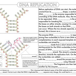 Rna and protein synthesis gizmo answer key