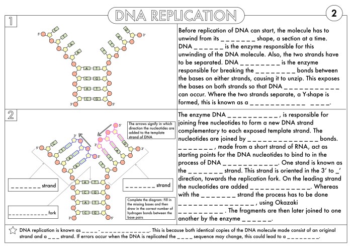 Rna and protein synthesis gizmo answer key