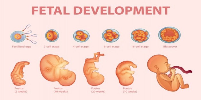 Development of a human fetus lab answers pdf