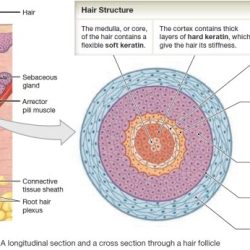 Label the parts of a hair follicle