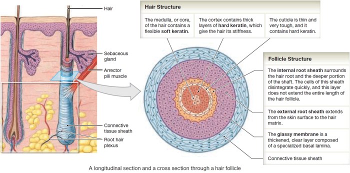 Label the parts of a hair follicle