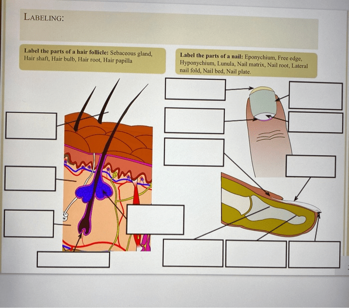 Label the parts of a hair follicle