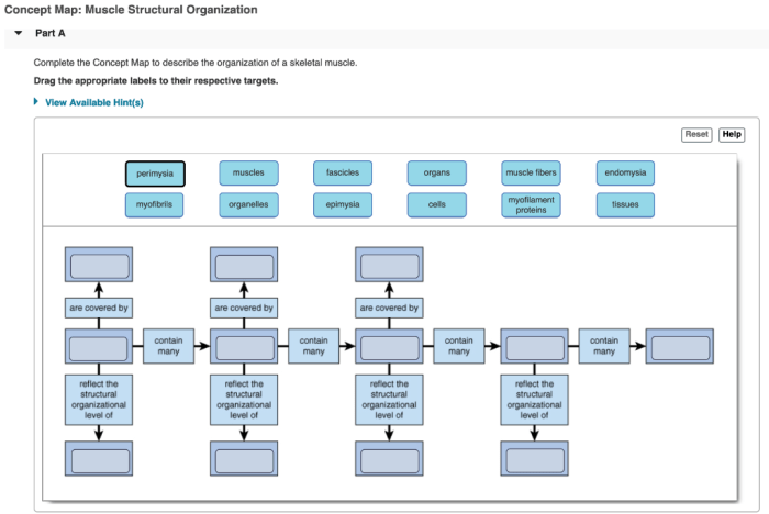 Concept map muscle structural organization