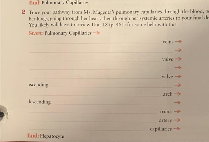 Trace your pathway through ms. magenta's respiratory tract