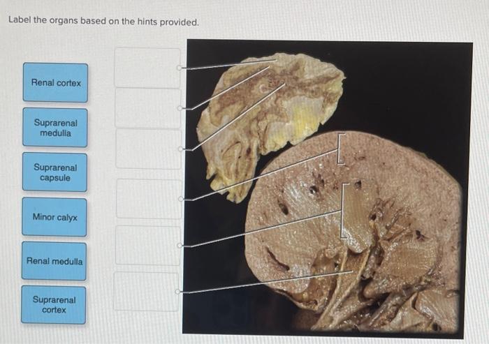 Label the organs based on the hints provided