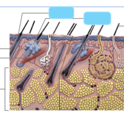 Exercise 7 the integumentary system review sheet