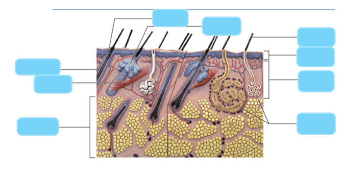 Exercise 7 the integumentary system review sheet