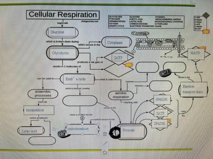 Cellular respiration biology corner answer key