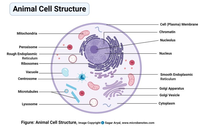 Which statement concerning the structures within this cell is accurate