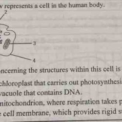 Cell structure chapter slideshare