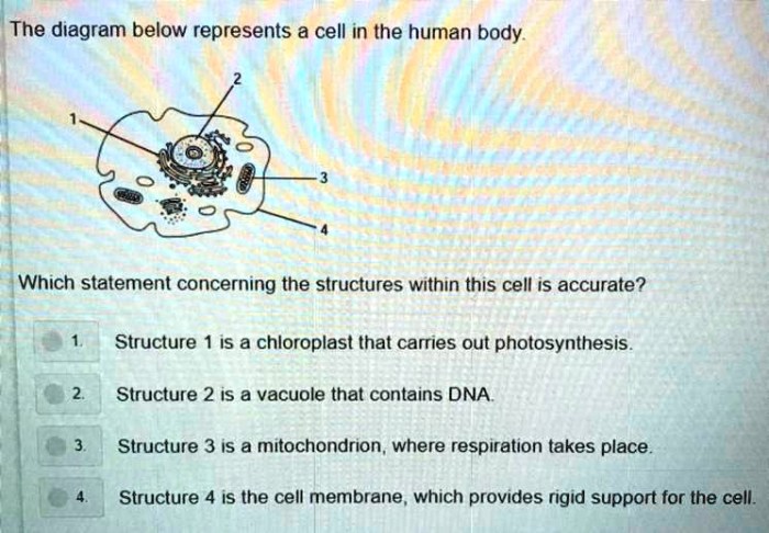 Which statement concerning the structures within this cell is accurate