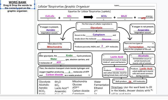 Cellular respiration biology corner answer key