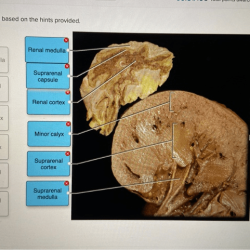 Label the organs based on the hints provided