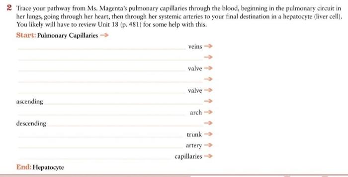 Pulmonary trace