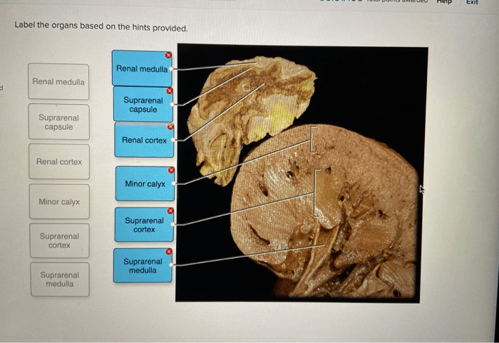 Label the organs based on the hints provided