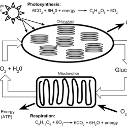 Cellular respiration biology corner answer key