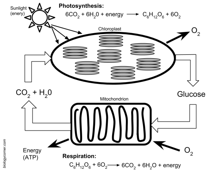 Cellular respiration biology corner answer key