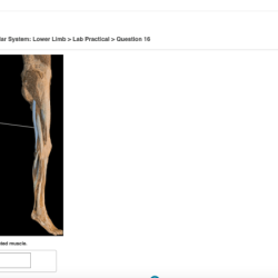 Pal cadaver muscular system trunk lab practical question 2