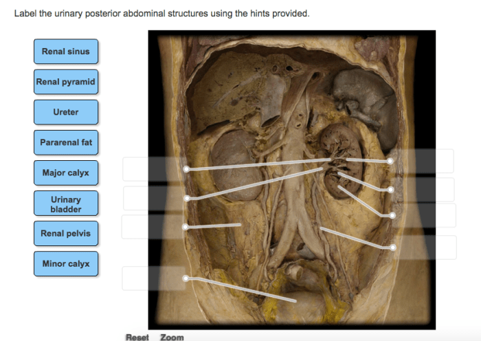 Label the organs based on the hints provided