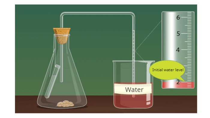 Cellular respiration biology corner answer key